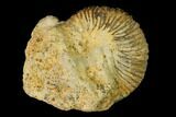 Bathonian Ammonite (Ebrayiceras) Fossil - France #152723-1